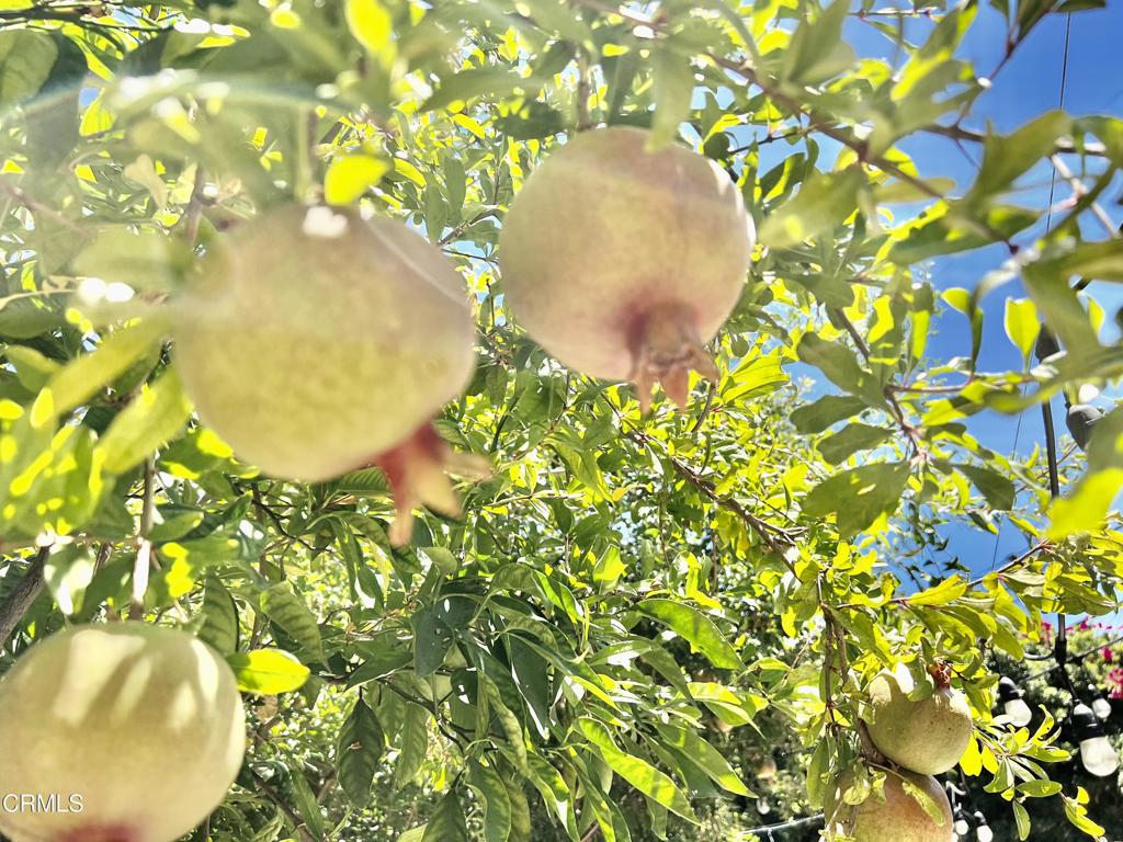 12406 La Maida Street