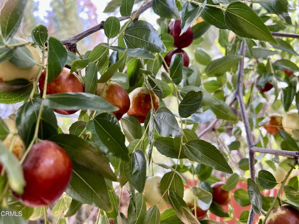 44568 Tarragon Drive