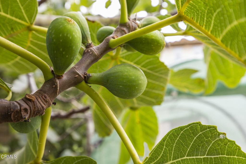 3205 Dove Canyon Drive