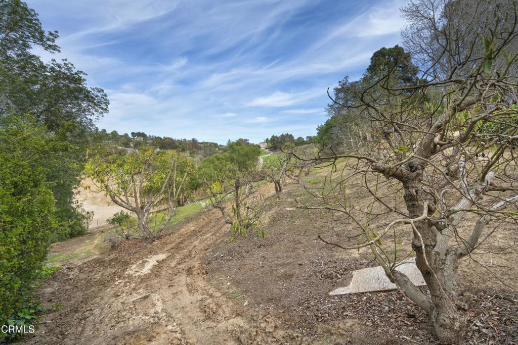 230 Avocado Place