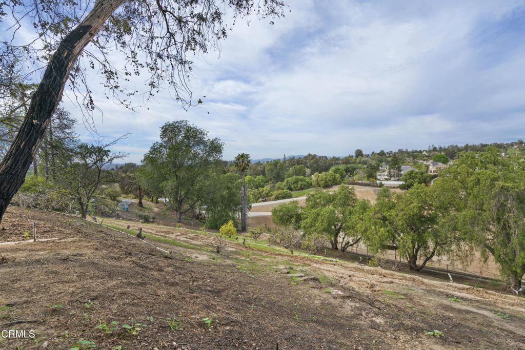 230 Avocado Place