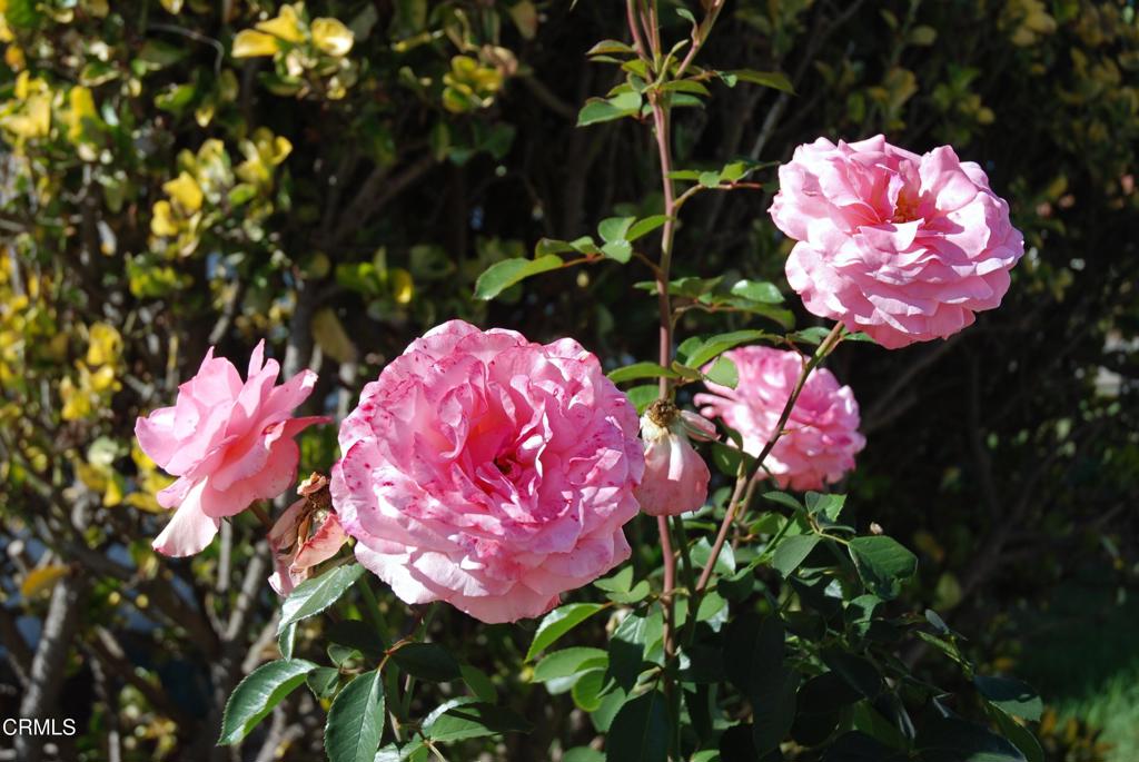 4388 E Central Avenue 63