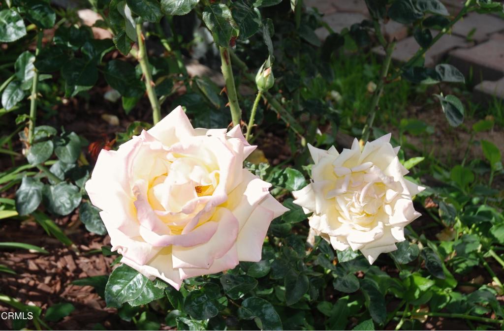 4388 E Central Avenue 63