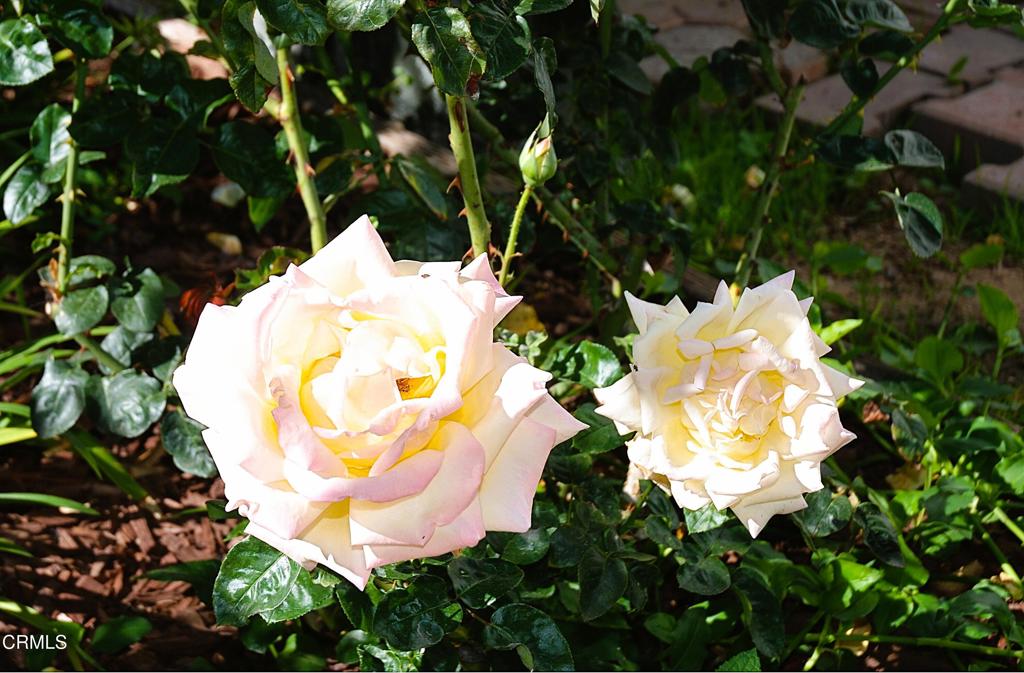 4388 E Central Avenue 63