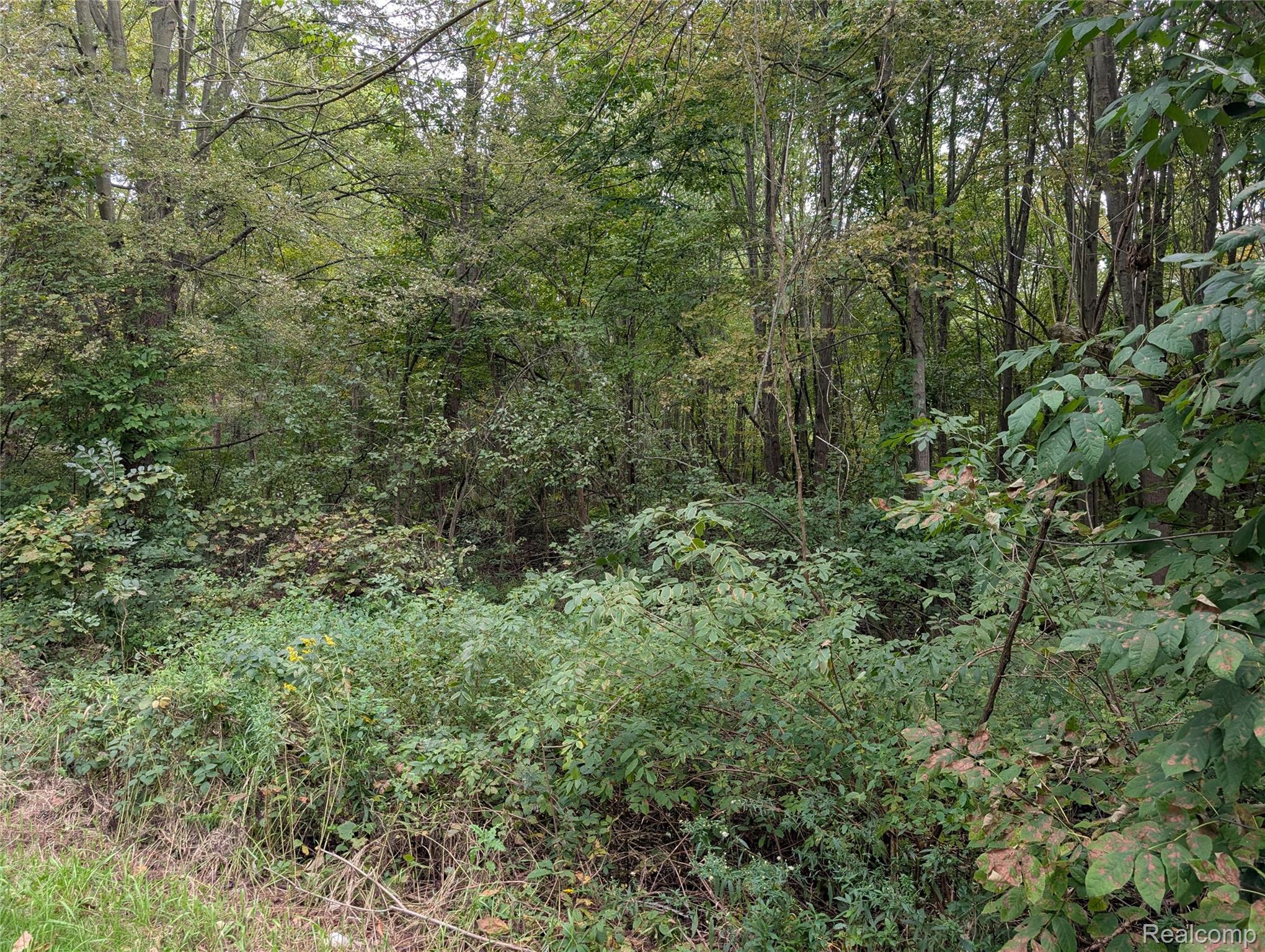 Wooded vacant land with dense undergrowth, mature trees, and small yellow wildflowers.
