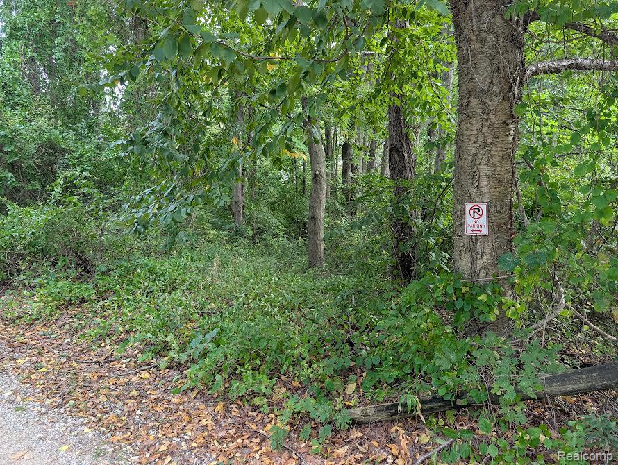 Wooded vacant lot beside a gravel road, with mature trees and thick undergrowth.