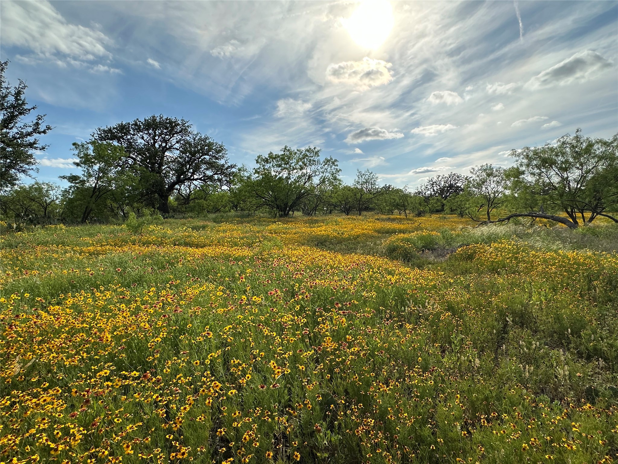 Wildflower-covered land with scattered mature trees beneath a bright, cloud-streaked sky.