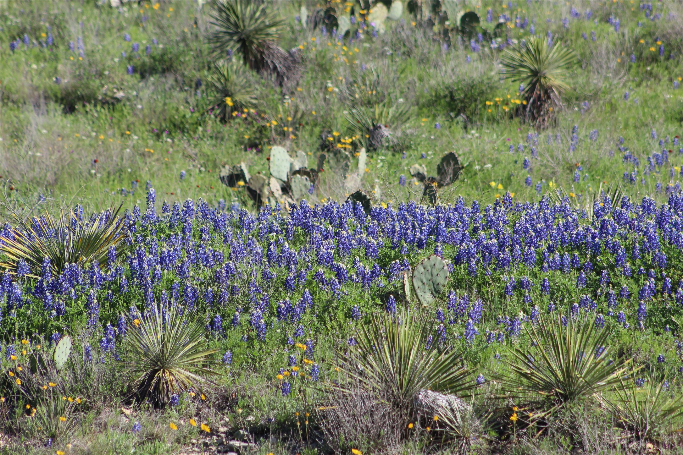 Texas wildflowers and prickly pear cactus among yucca plants on a grassy hillside.