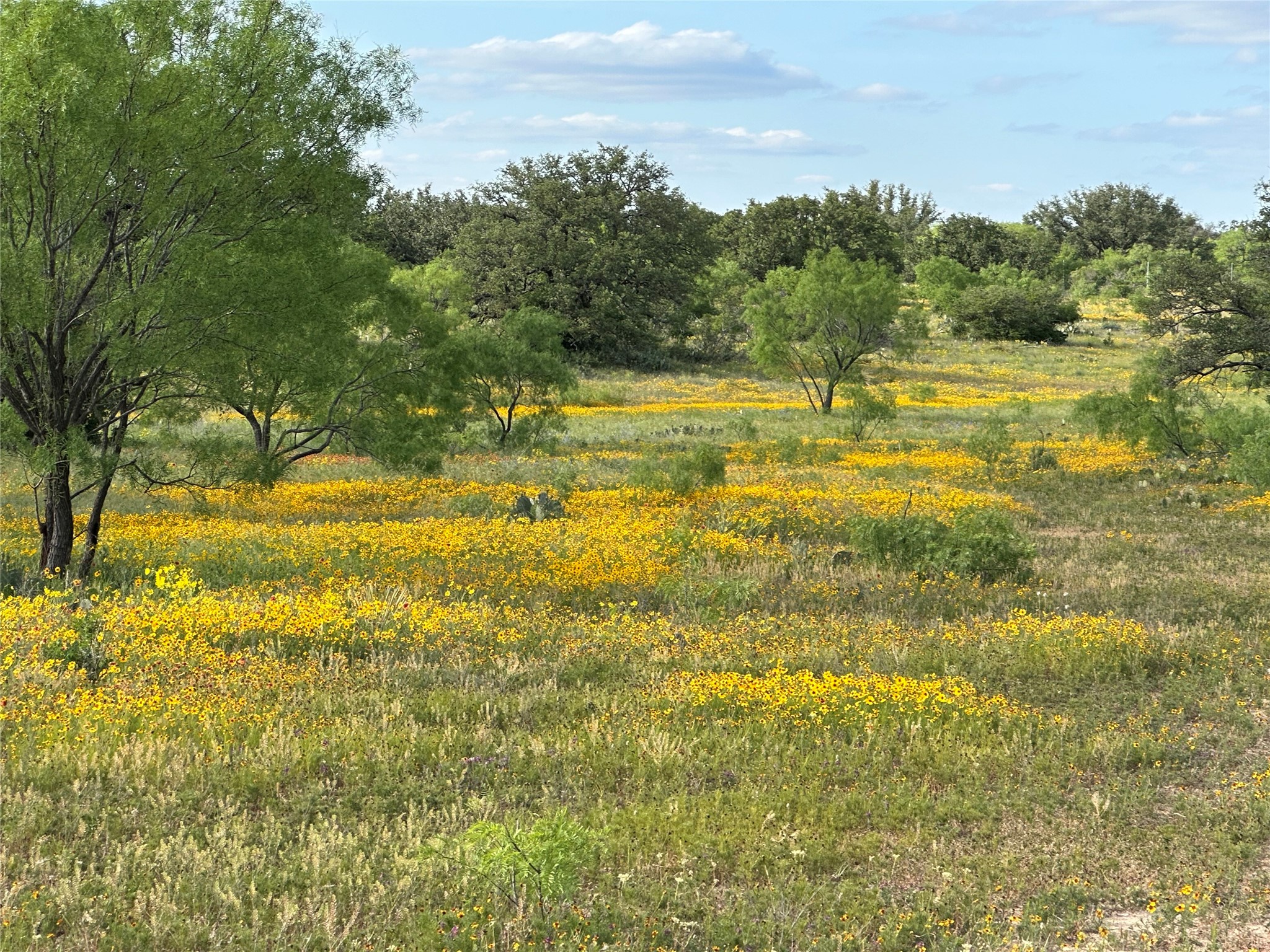 Open Texas acreage with yellow wildflowers, scattered trees, and a blue sky.