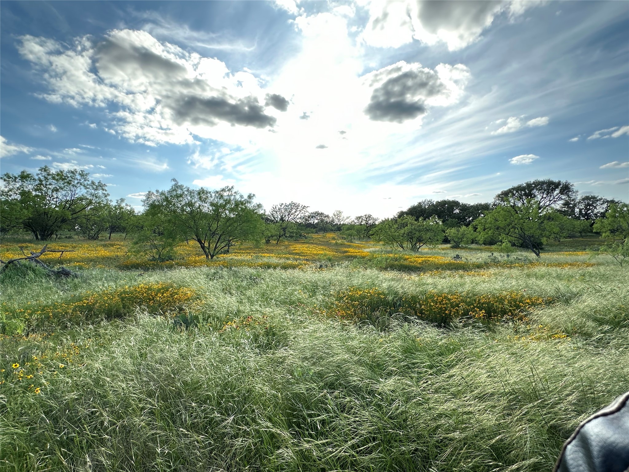 Open grassy acreage with yellow wildflowers and scattered trees beneath a dramatic cloudy sky.