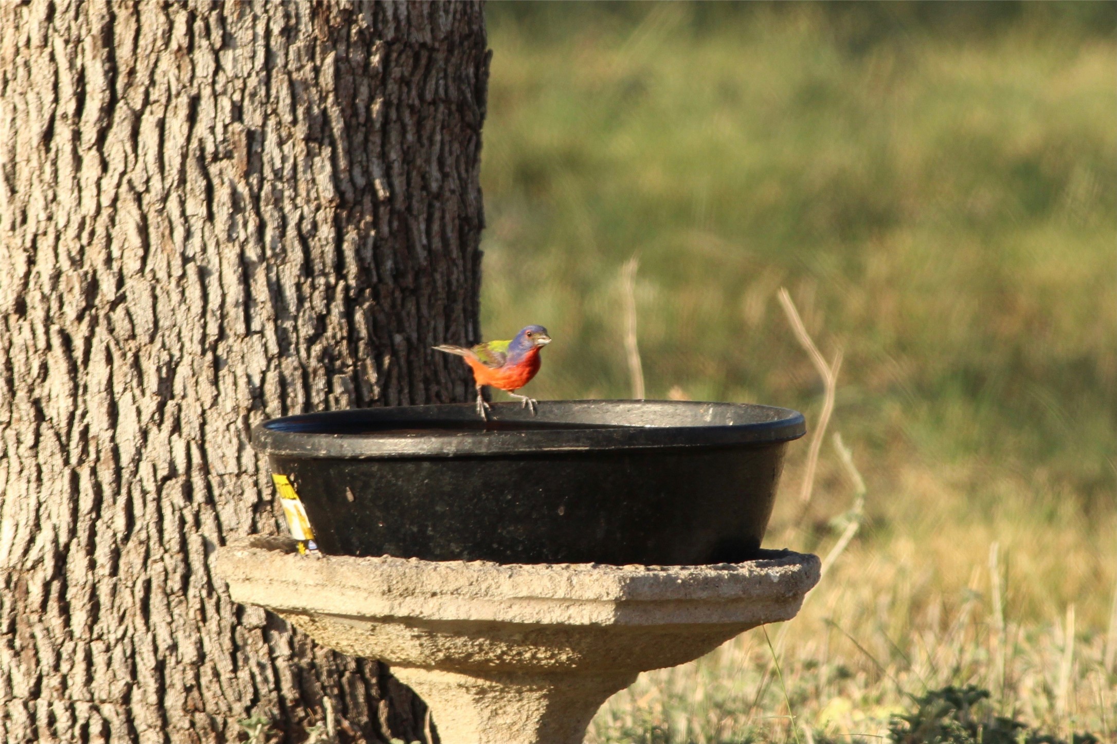 Colorful bird perched on a feeder beside a large tree trunk.
