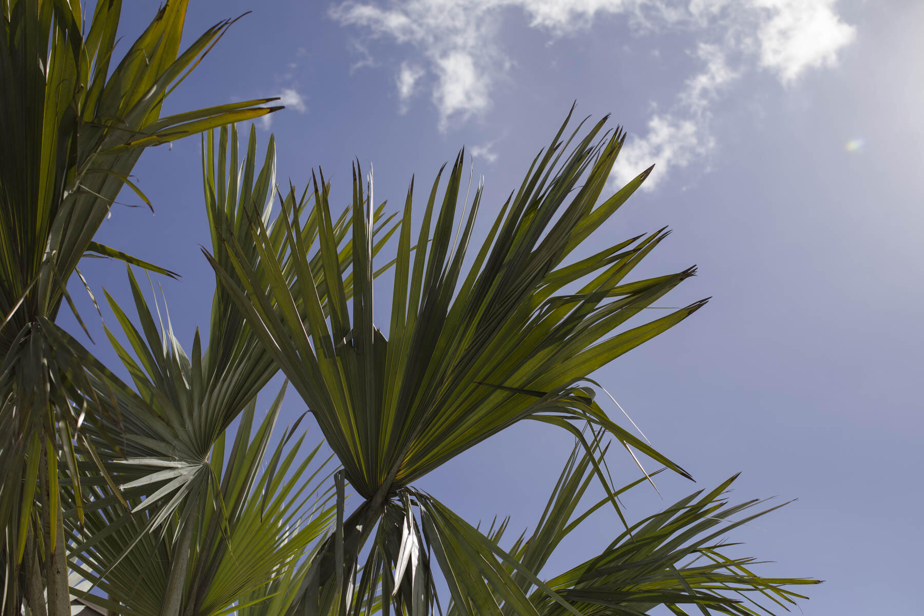 337 S Swinton Avenue