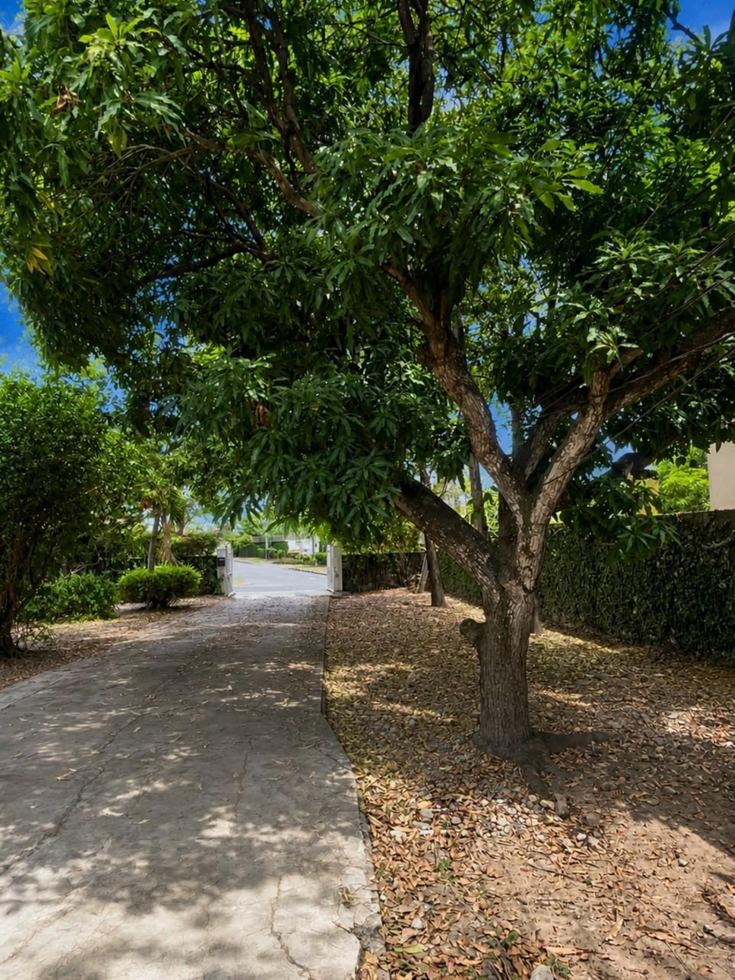 Shaded concrete driveway beneath a large tree, leading through an open gate to the street.