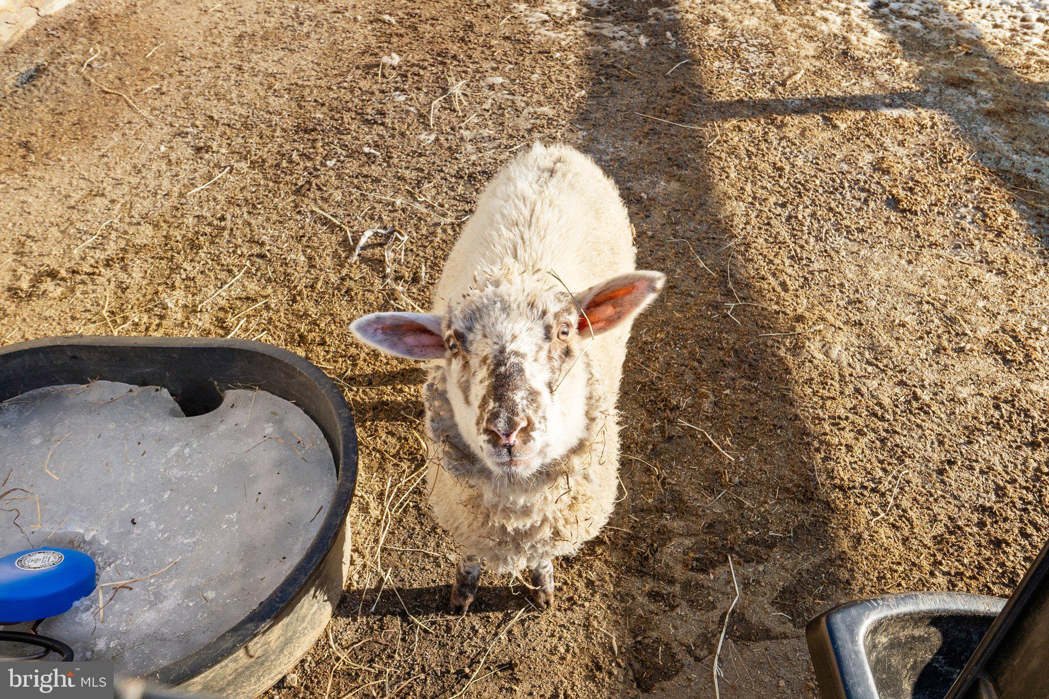 40034 FEATHERBED LANE