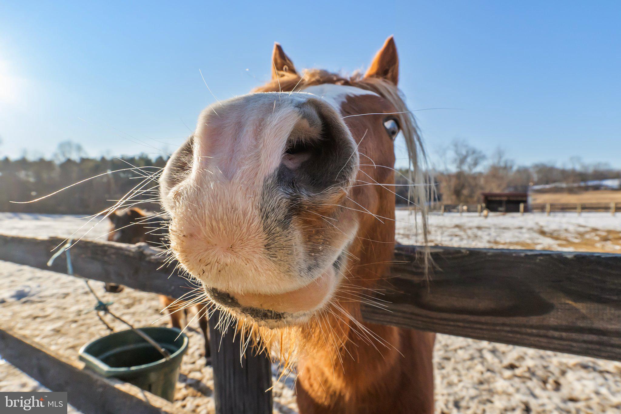 40034 FEATHERBED LANE