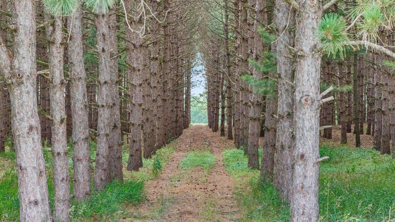 135 Acres Lueck Lane