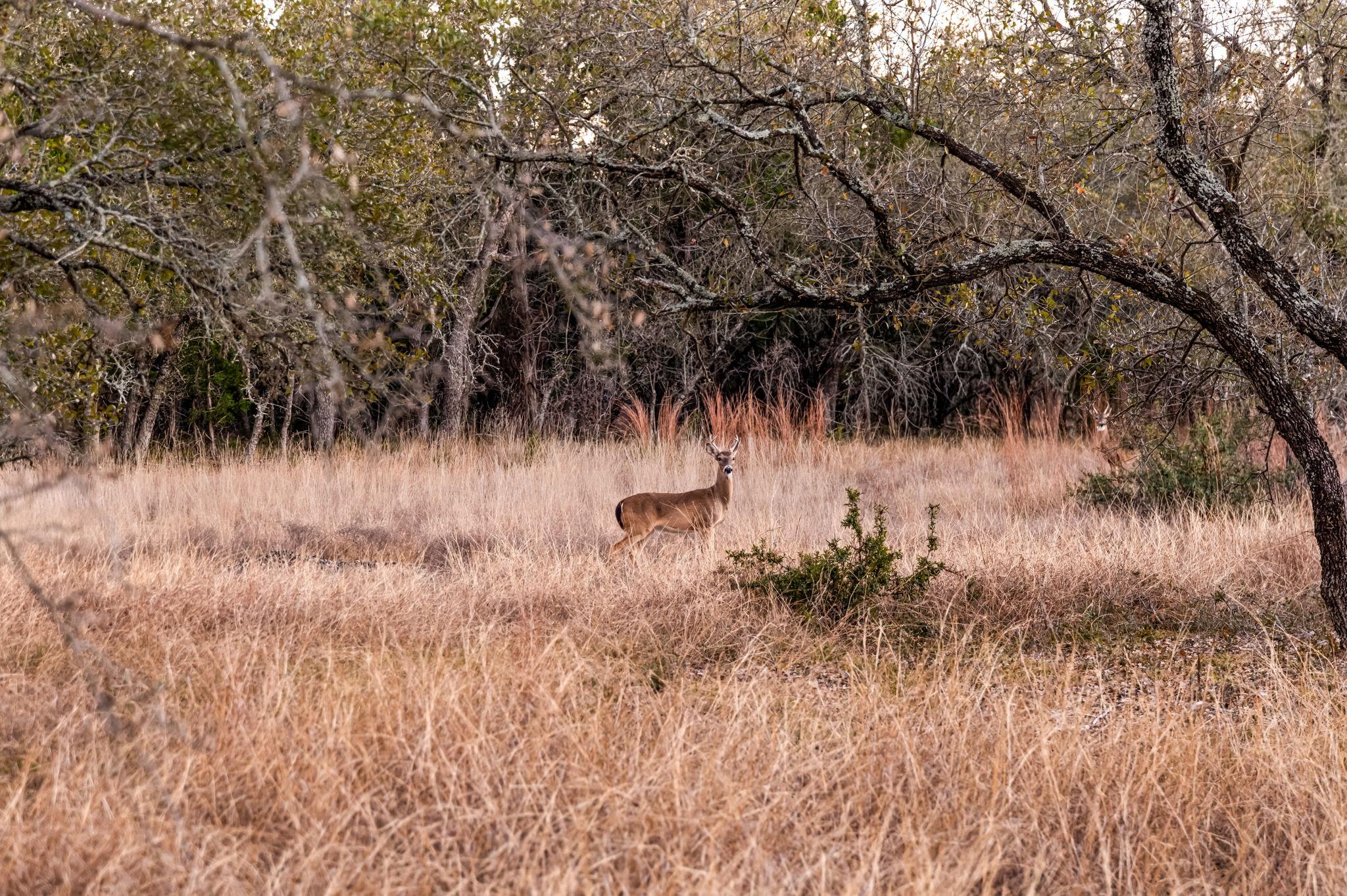 4300 Travis Peak TRL