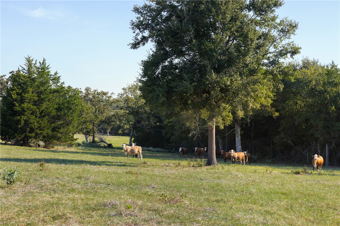 11789 2095 Farm to Market Road