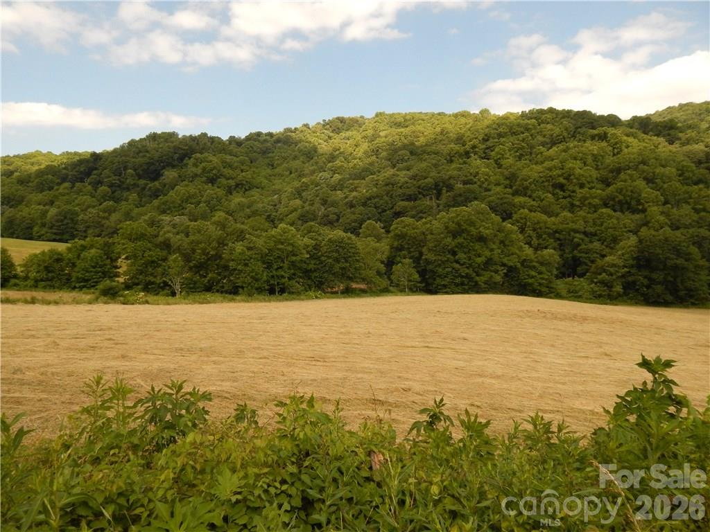 Open field bordered by wooded hills, with leafy plants in the foreground.