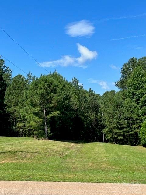 Grassy clearing bordered by pine trees beneath a bright blue sky.