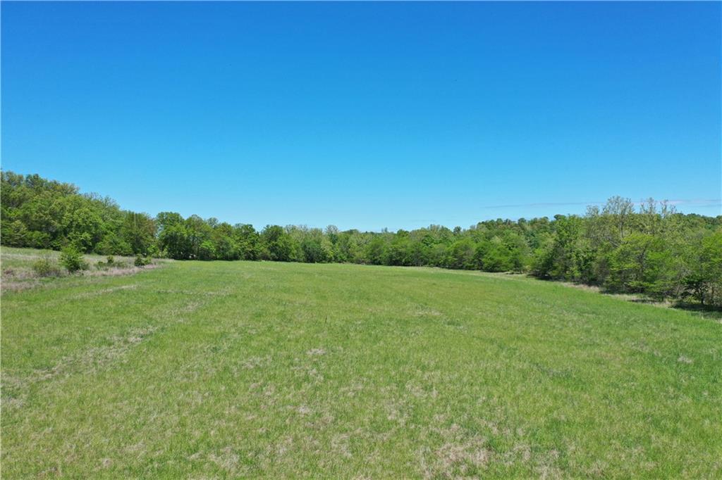 Open grassy meadow bordered by leafy trees beneath a clear blue sky.