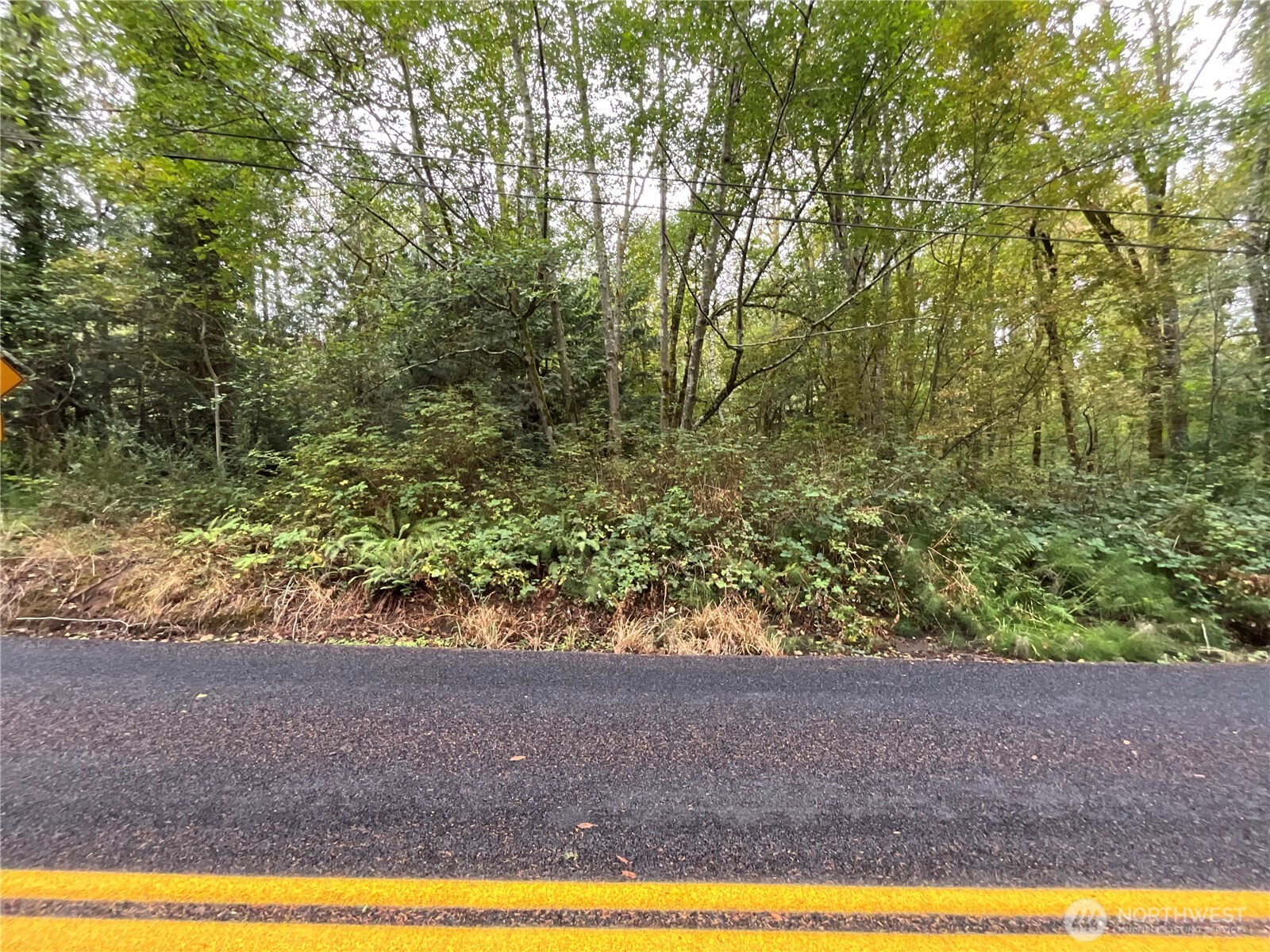 Wooded property with dense trees and undergrowth beside a paved road.
