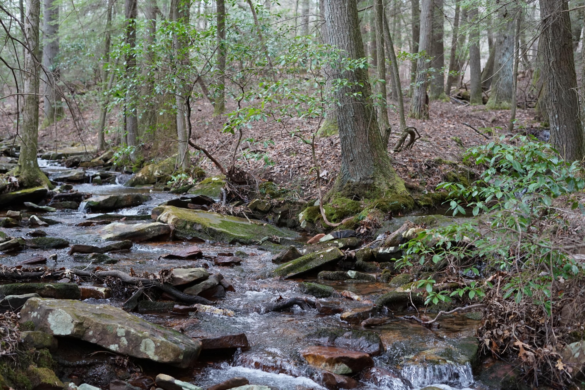 Woodland creek flowing over mossy rocks beneath mature trees.